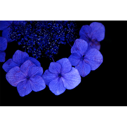 ポストカード 黒に浮かぶ青い紫陽花 B C Tezuko Tudor