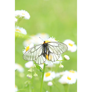 蝶々のポストカード通販 羽が綺麗なちょうちょの写真とイラスト